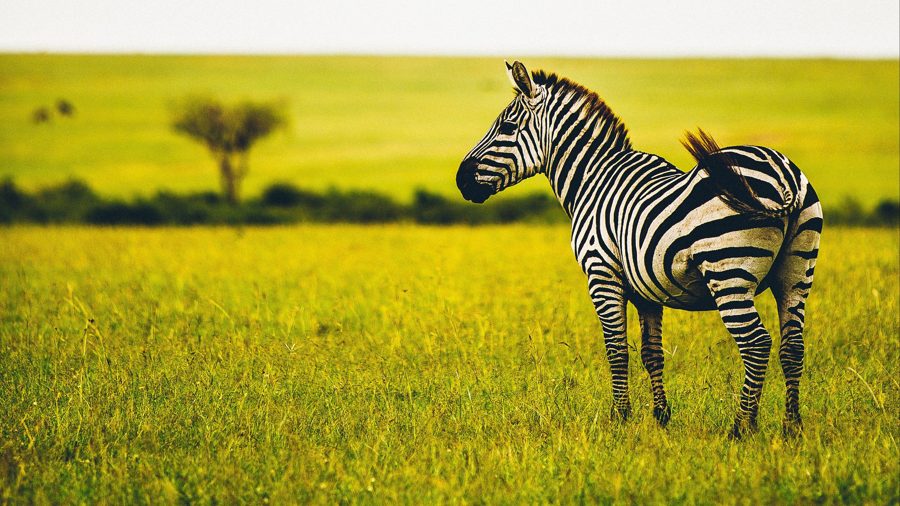 Zebra stojąca na sawannie